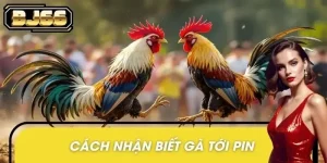 Cách Nhận Biết Gà Tới Pin