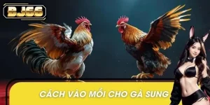Cách Vào Mồi Cho Gà Sung