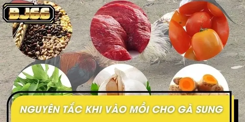 Cách vào mồi cho gà sung và những nguyên tắc cơ bản