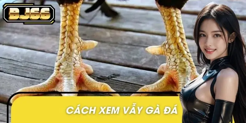 Cách xem vẫy gà đá