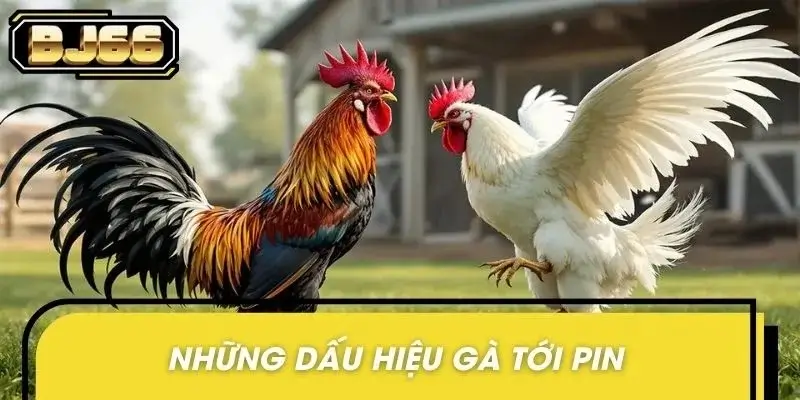 Chi tiết cách nhận biết gà tới pin