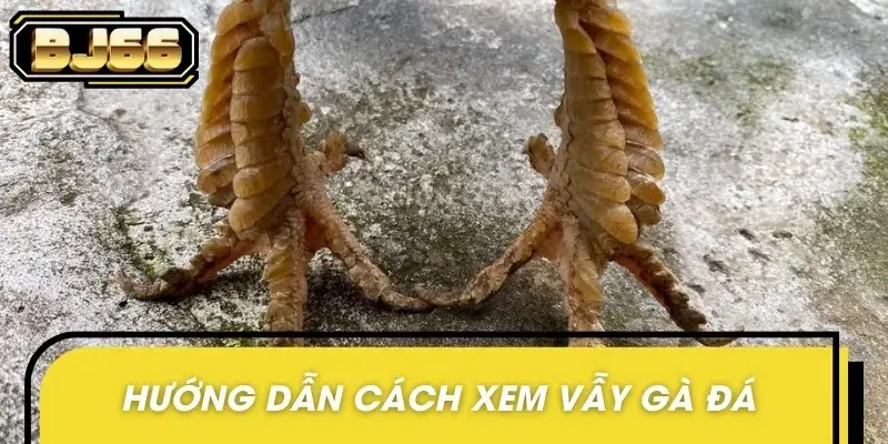 Chi tiết hướng dẫn cách xem vẫy gà chuẩn nhất
