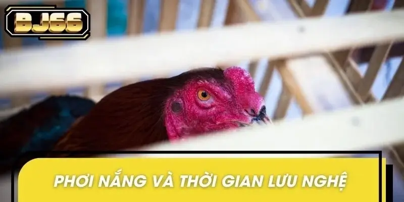 Chiến kê được phơi dưới nắng nhẹ giúp nghệ thẩm thấu sâu