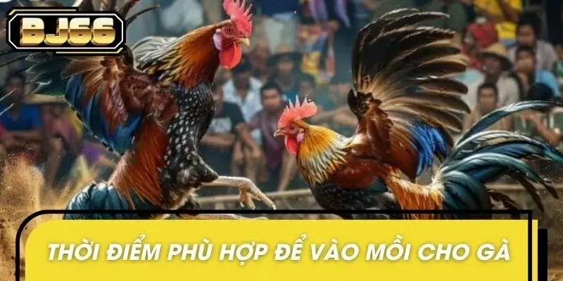 Chú ý thời điểm tốt nhất để vào mồi cho chiến kê