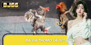Đá gà Thomo là gì