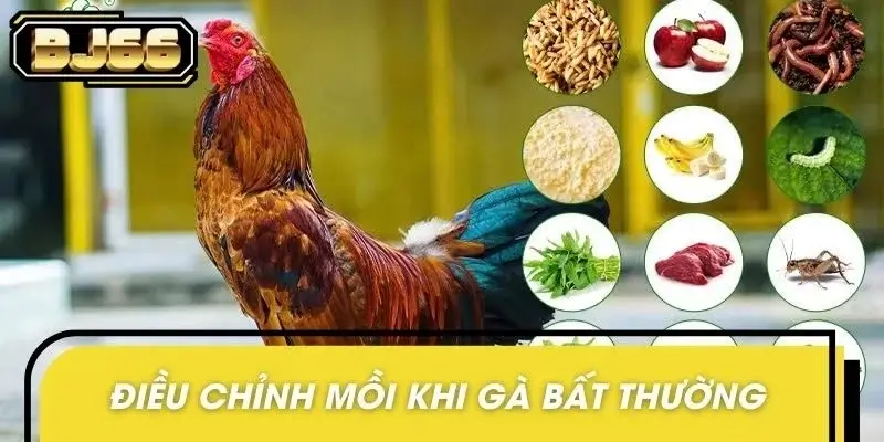 Điều chỉnh mồi ngay khi chiến kê có biểu hiện lạ