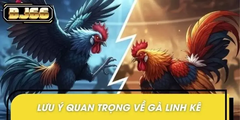 Lưu ý khi tìm hiểu gà linh kê