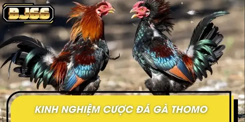 Một số kinh nghiệm cược hiệu quả từ cao thủ