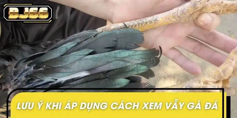 Một vài lưu ý quan trọng cần nắm khi xem vẫy gà