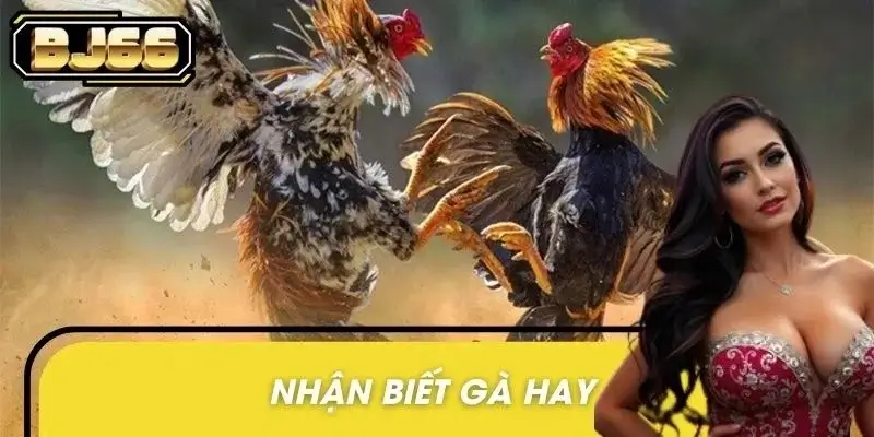 Nhận Biết Gà Hay