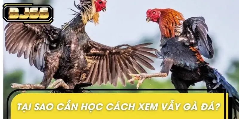 Những lý do mà mọi người cần học cách xem vẫy gà đá