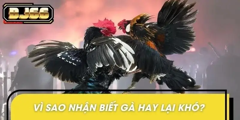 Tân thủ thường cảm thấy khó khi đánh giá gà hay