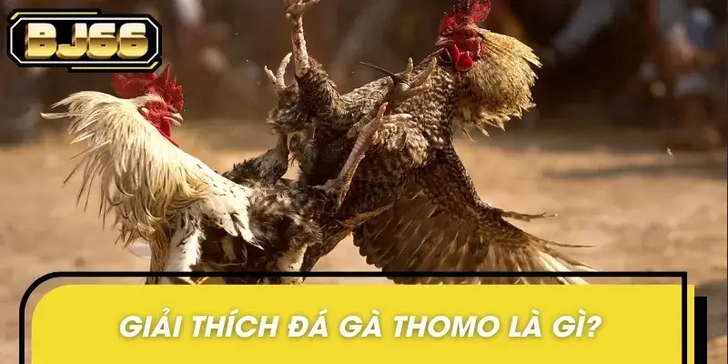 Thông tin giải đáp chi tiết đá gà Thomo là gì rõ ràng