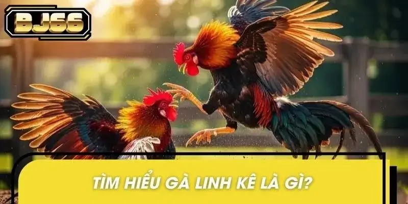 Thông tin sơ lược về gà linh kê là gì?