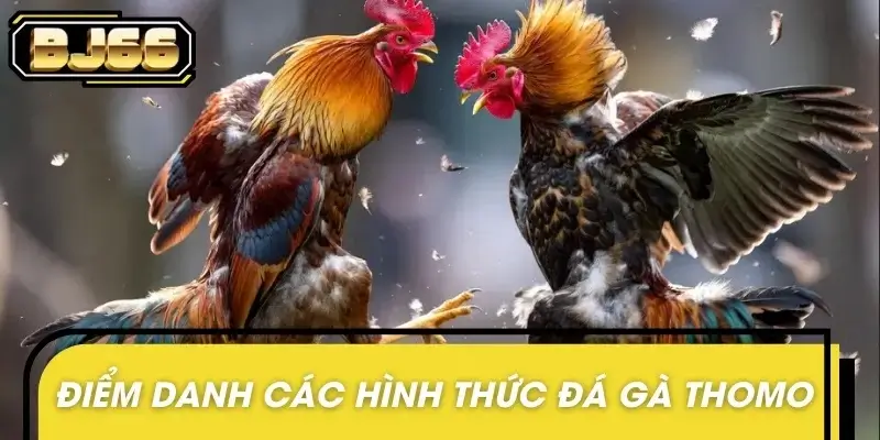 Tổng hợp các hình thức chọi gà Thomo đang phổ biến