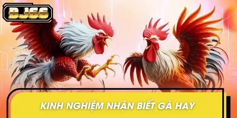 Tổng hợp những yếu tố nhận diện gà hay