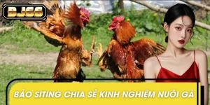Bảo Siting chia sẻ kinh nghiệm nuôi gà