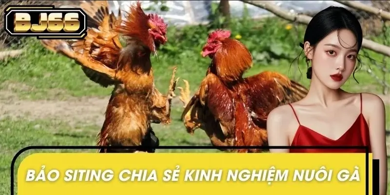 Bảo Siting chia sẻ kinh nghiệm nuôi gà