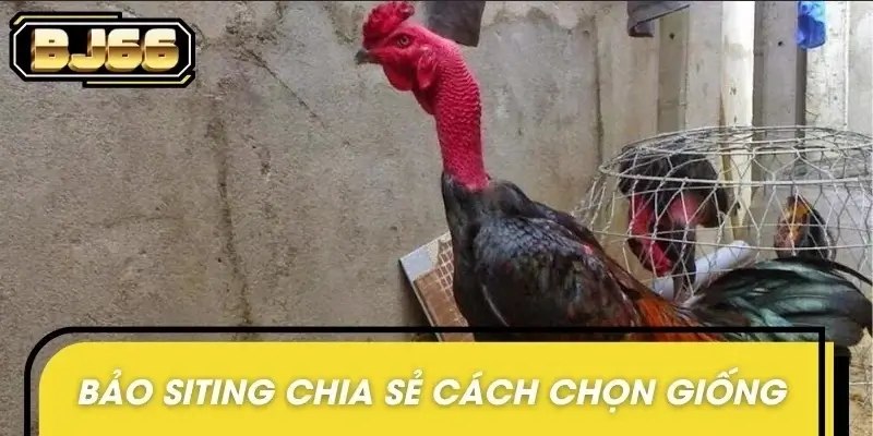 Bảo Siting chia sẻ kinh nghiệm nuôi gà khi chọn giống