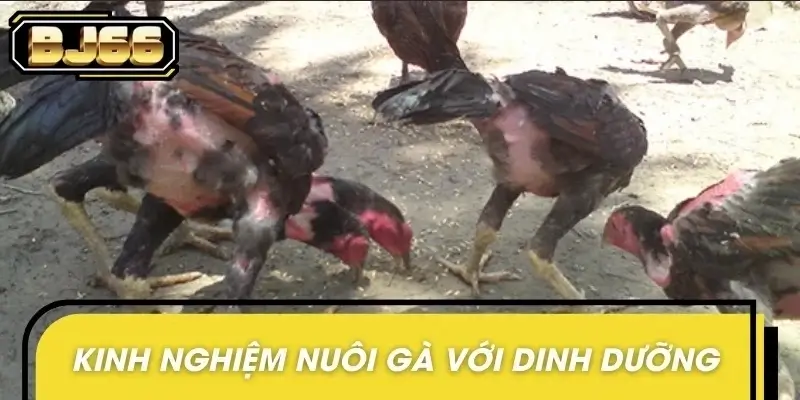 Bí quyết nuôi chiến kê khỏe mạnh, có sức bền cao