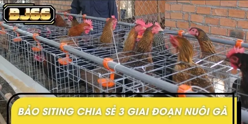 Có 3 giai đoạn trong quá trình nuôi chiến kê